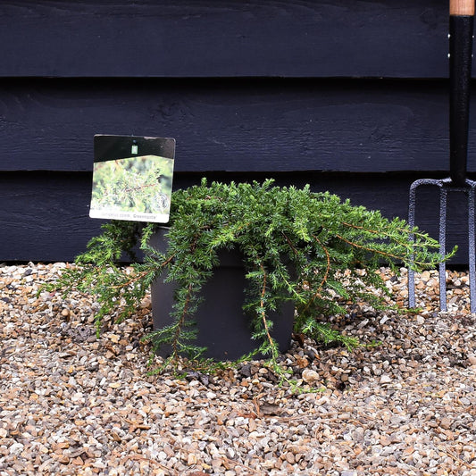 Juniperus communis 'Greenmantle' - Width - 60-70cm - Height 10cm - 7.5lt