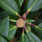 Rhododendron 'Virginia Richards' - Shrub - Height 30-40cm - 10lt