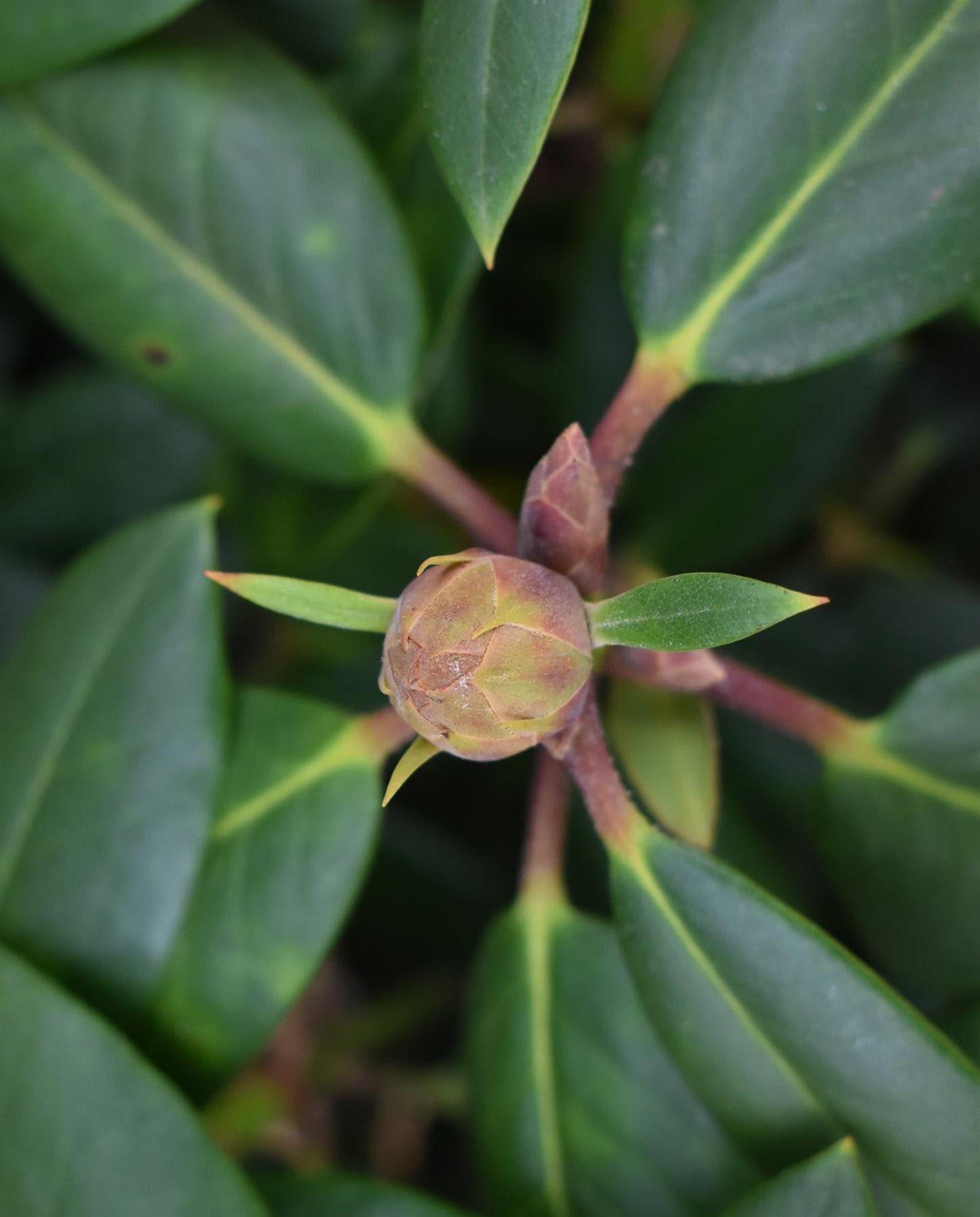 Rhododendron 'Virginia Richards' - Shrub - Height 30-40cm - 10lt