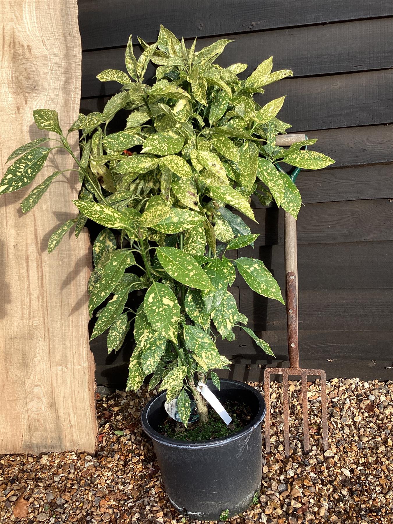 Aucuba japonica 'Crotonifolia' - 85-95cm, 10lt