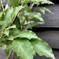 Prunus Nerasifera Pissardii Nigra | Black Cherry Plum - 250-280cm, 10lt