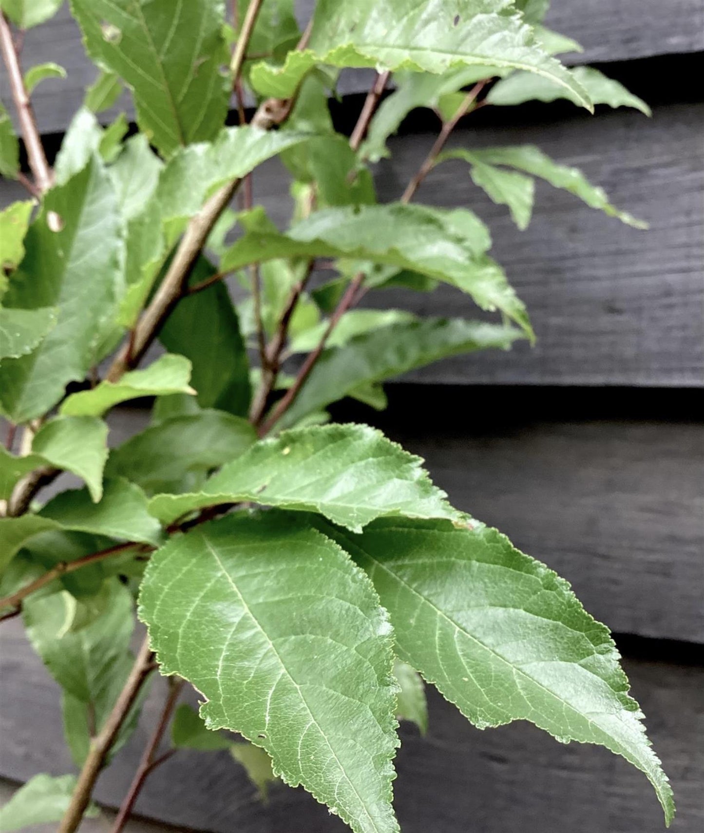 Prunus Nerasifera Pissardii Nigra | Black Cherry Plum - 250-280cm, 10lt