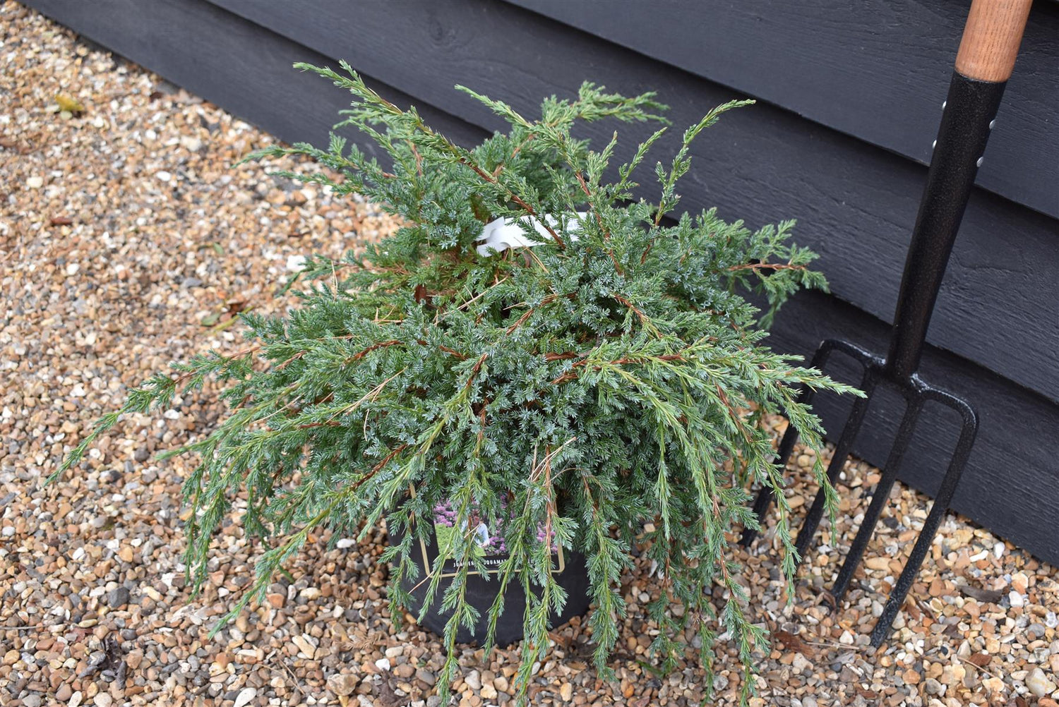 Holger Flaky Juniper | Juniperus squamata 'Holger' - Height 30-40cm - Width 30cm - 8lt