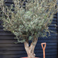 Olive Tree | Olea Europea - Specimen - Gnarly forking trunk - Bowl 90lt