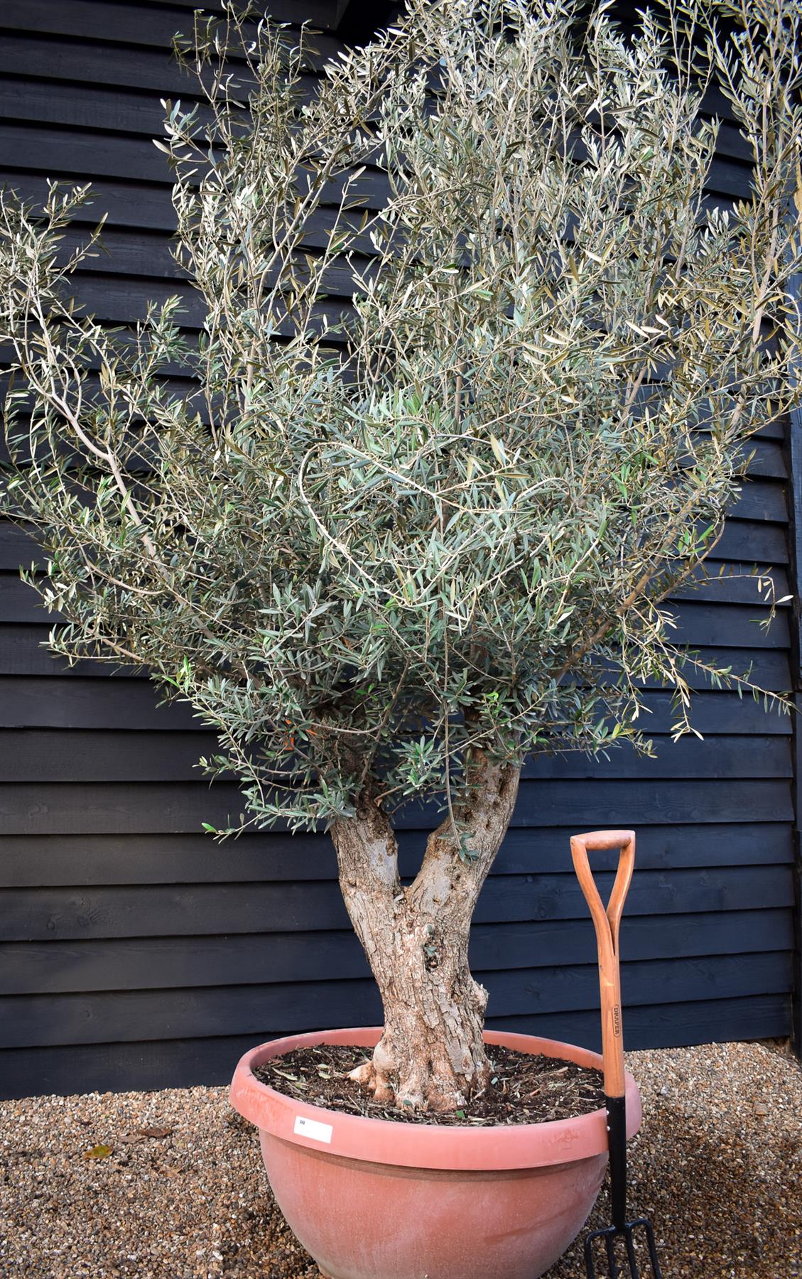 Olive Tree | Olea Europea - Specimen - Gnarly forking trunk - Bowl 90lt