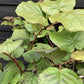 Actinidia chinensis | Kiwi Fruit Tree - 150-180cm, 25lt