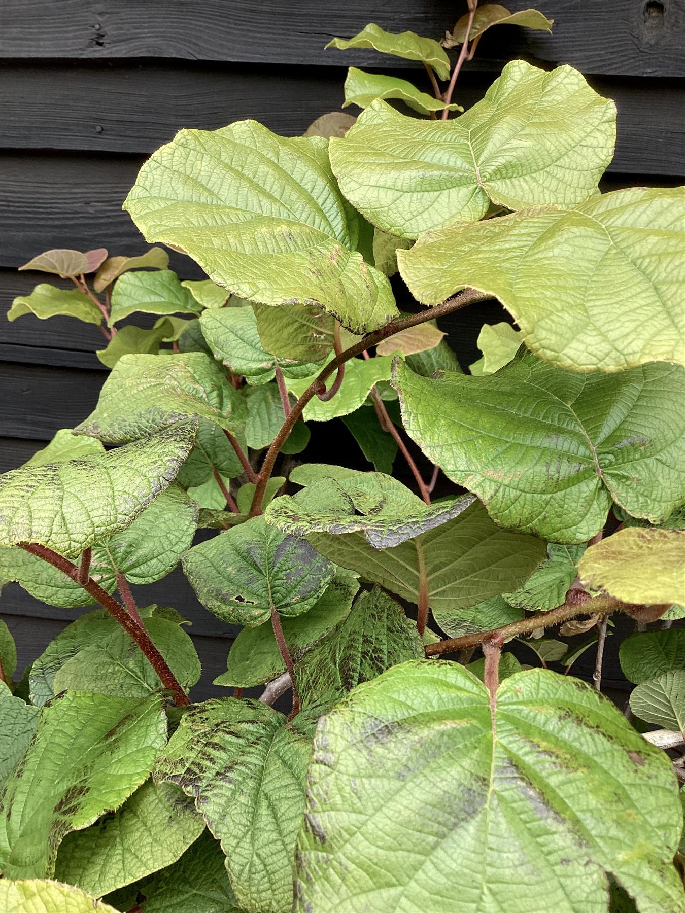 Actinidia chinensis | Kiwi Fruit Tree - 150-180cm, 25lt