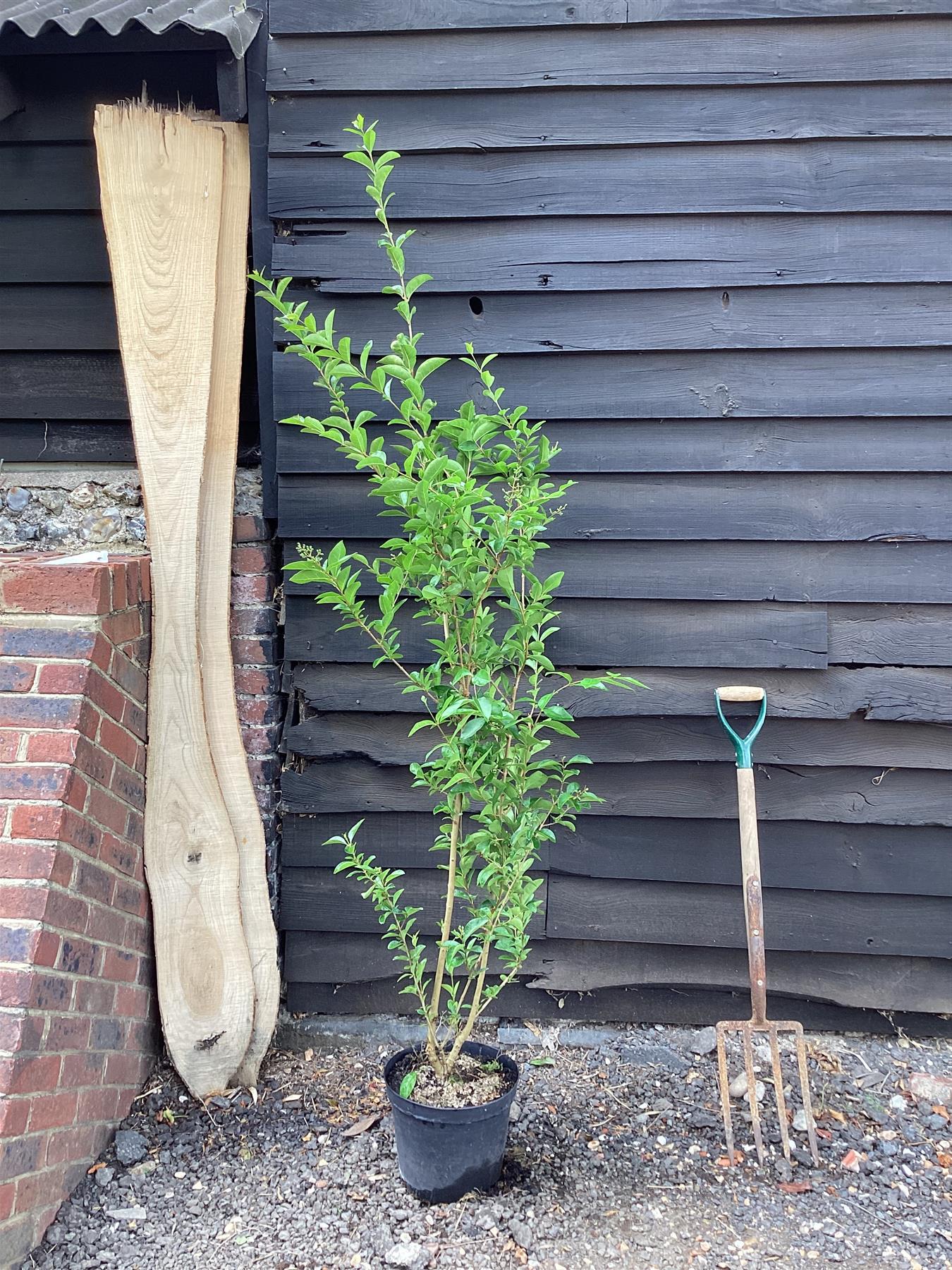 Ligustrum ovalifolium | Golden Privet - 150-200cm, 12lt