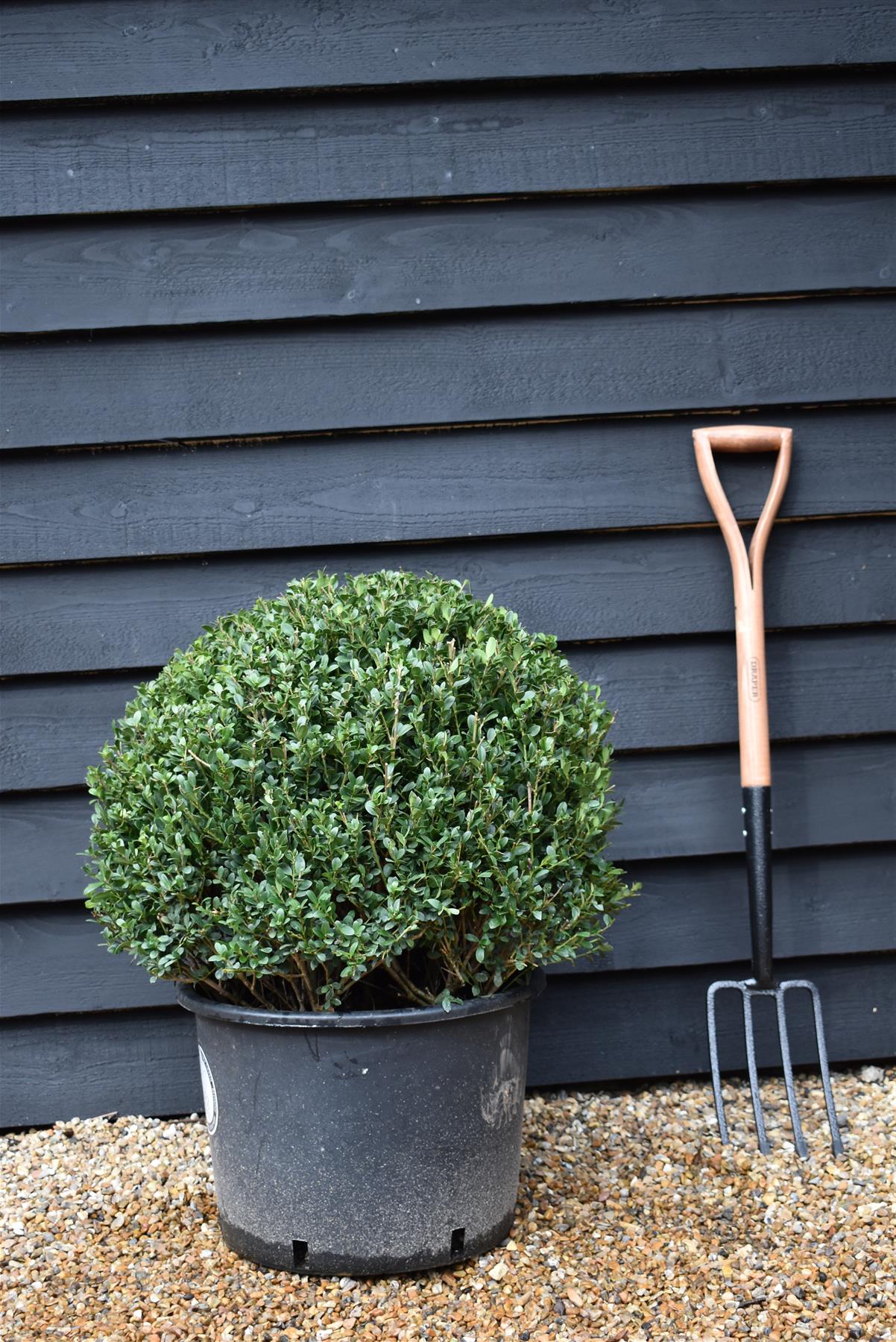 Ilex Crenata Convexa - Ball - 70cm, 40lt