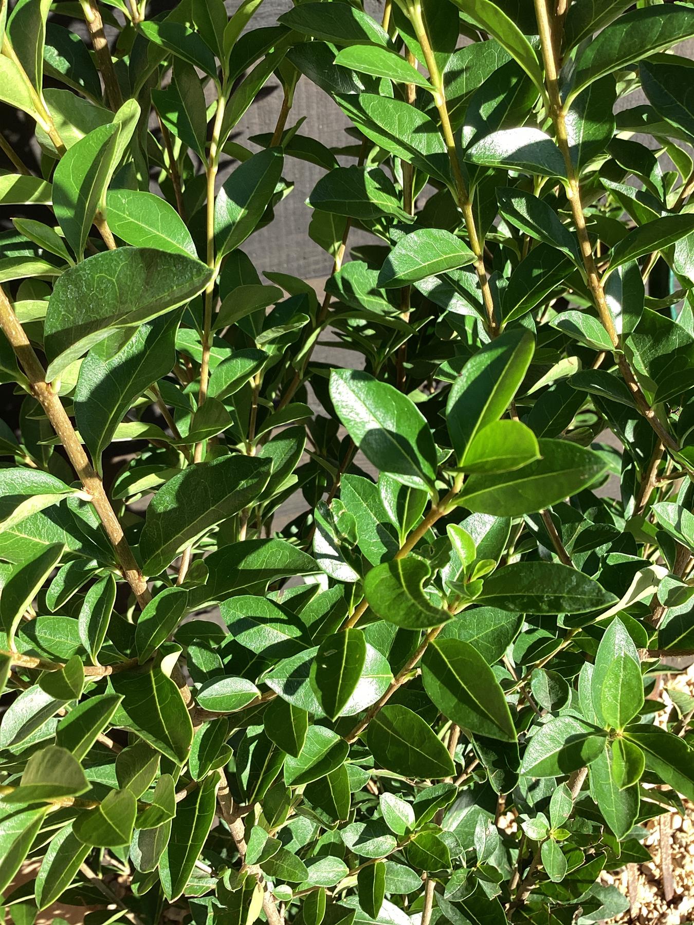 Ligustrum ovalifolium | Golden Privet - 100-120cm, 10lt