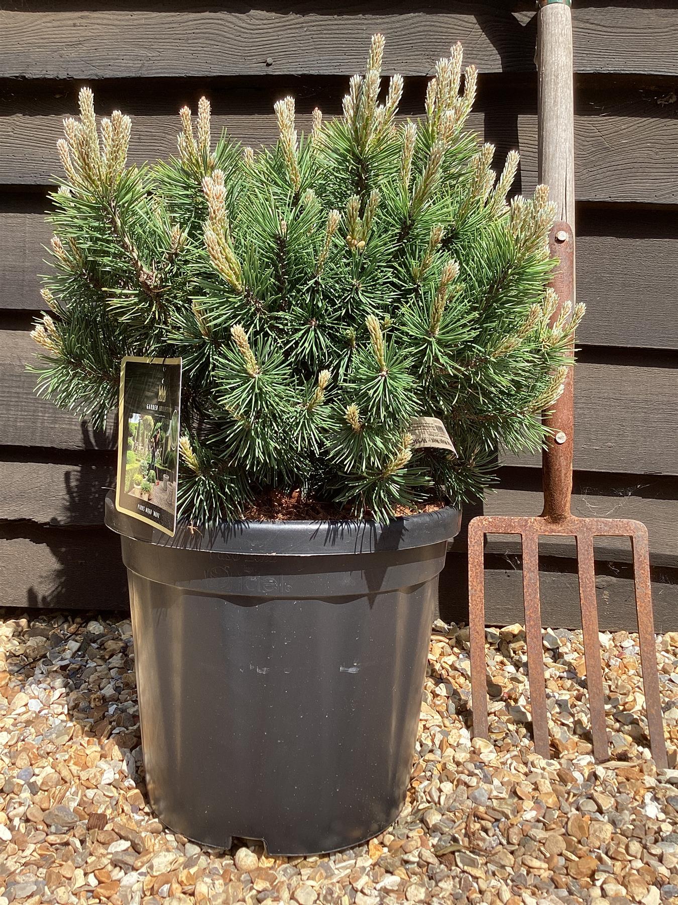 Pinus Mugo 'Mops' | Dwarf mountain pine - 55-65cm - 20lt