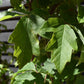 Acer griseum | Paperback Maple - 210-230cm - 50lt