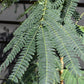 Albizia julibrissin Omberella  | Silk Tree - Height 190-220cm - 12lt