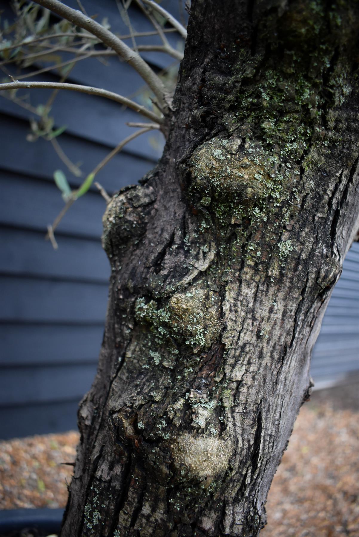 Olive Tree | Olea Europea - Specimen - Straight - Trunk height 60cm - Height 190cm - Girth 55cm - 160lt