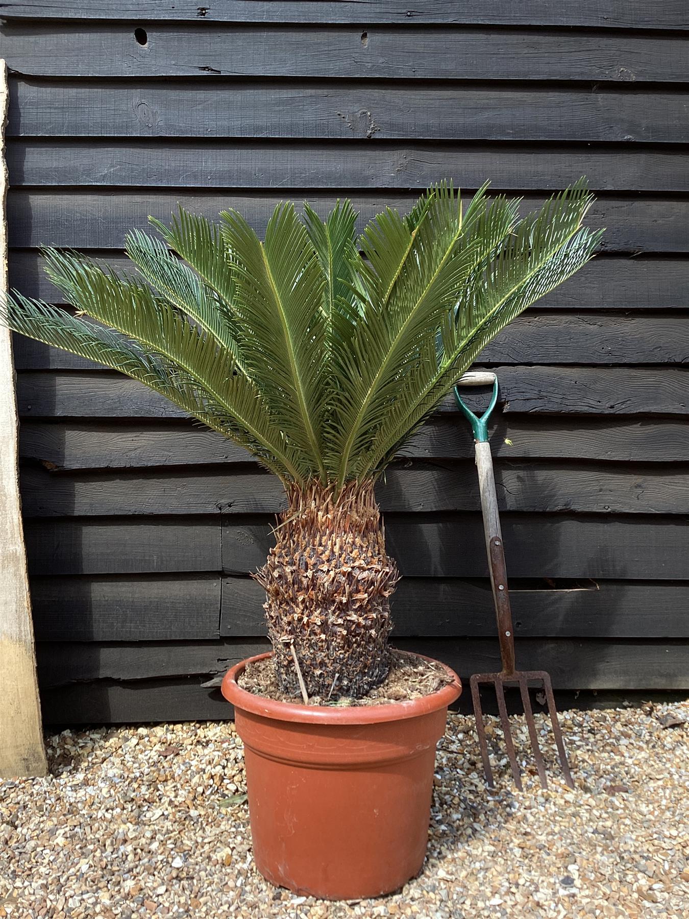 Cycas revoluta | King sago palm - 140-150cm - 70cm