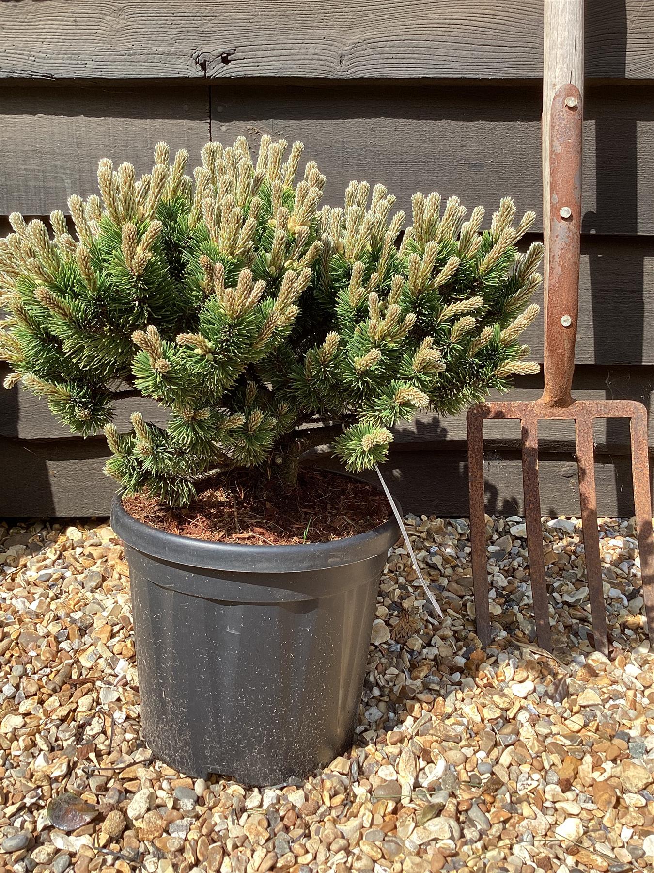 Pinus mugo 'Sherwood Compact' | Dwarf mountain pine - 45-55cm - 8lt