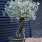 Olive Tree |  Olea Europea - Specimen - Leaning gnarly - Trunk height 110cm - Height 200-220cm - Girth 70cm -160lt