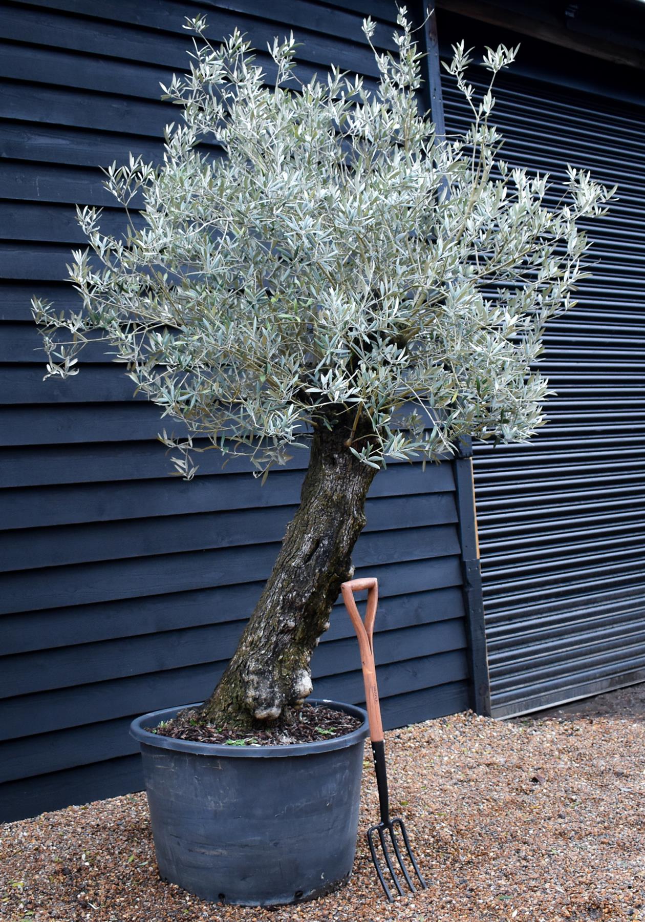 Olive Tree |  Olea Europea - Specimen - Leaning gnarly - Trunk height 110cm - Height 200-220cm - Girth 70cm -160lt