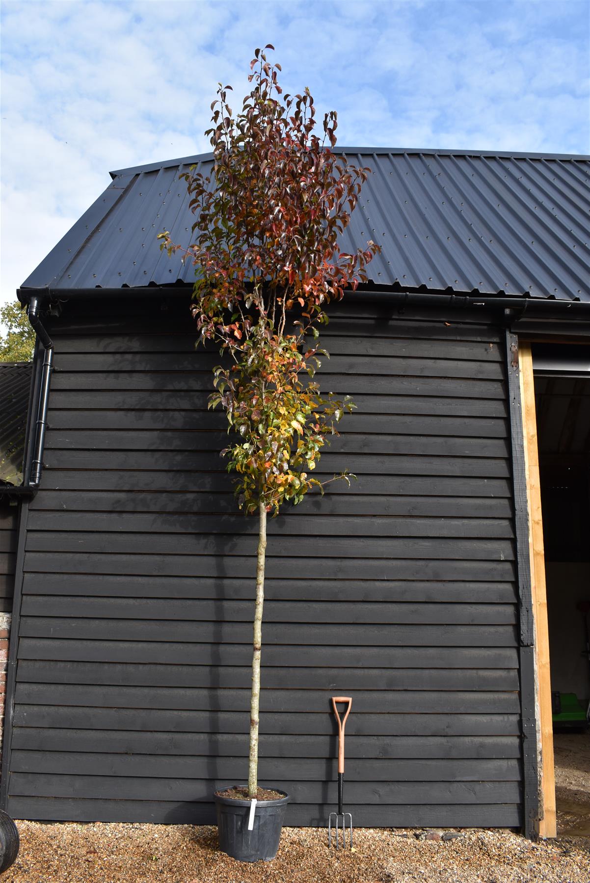 Pear - Pyrus calleryana 'Chanticleer' - 300-310cm, 35lt