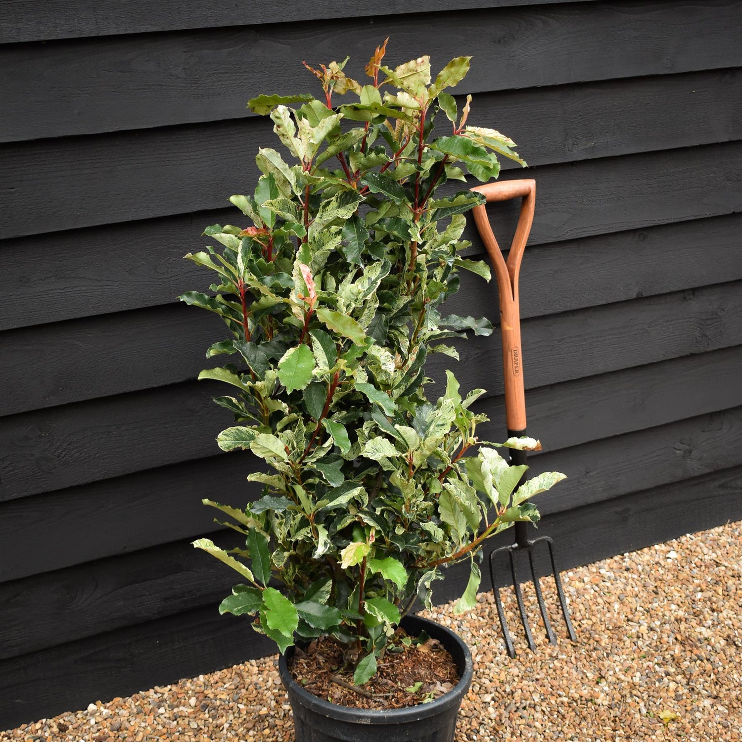 Photinia serratifolia - Pink Crispy - Bush - Shrub - Hedging - Height 130-140cm - 18lt