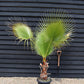 Washingtonia robusta | Mexican fan palm - Stem 20-30cm - Girth 26-32cm - Height 120-130cm - 30lt