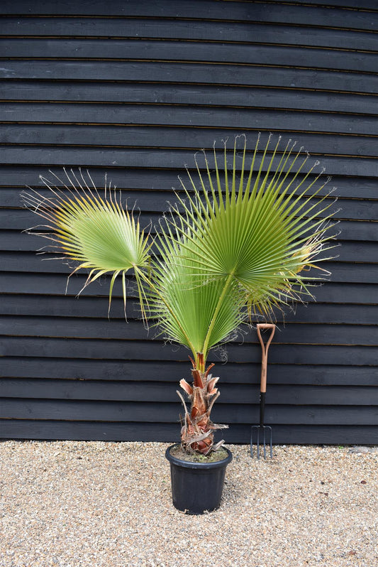 Washingtonia robusta | Mexican fan palm - Stem 20-30cm - Girth 26-32cm - Height 120-130cm - 30lt