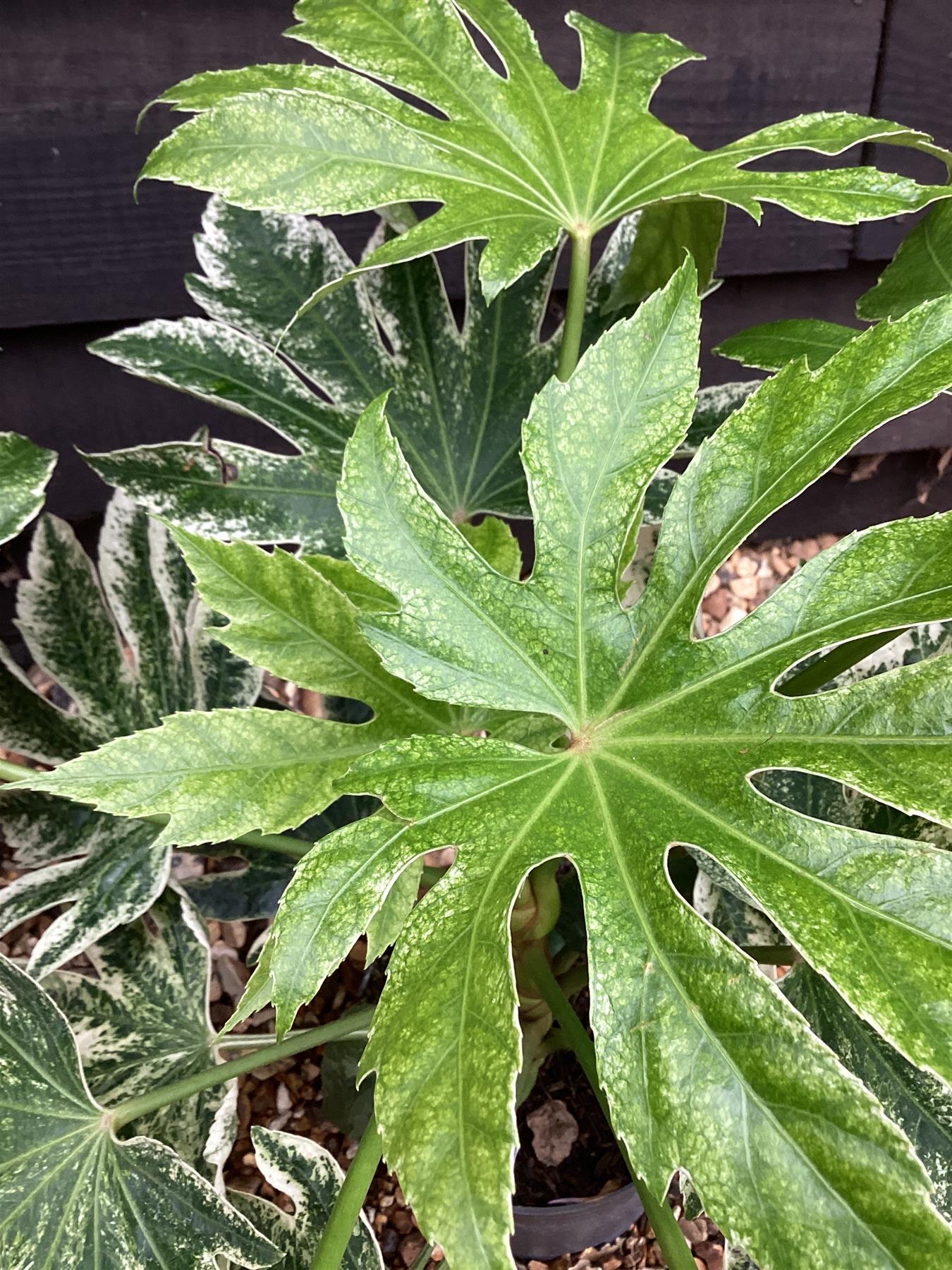 Fatsia japonica 'Spider's Web' - 20-40cm, 5lt