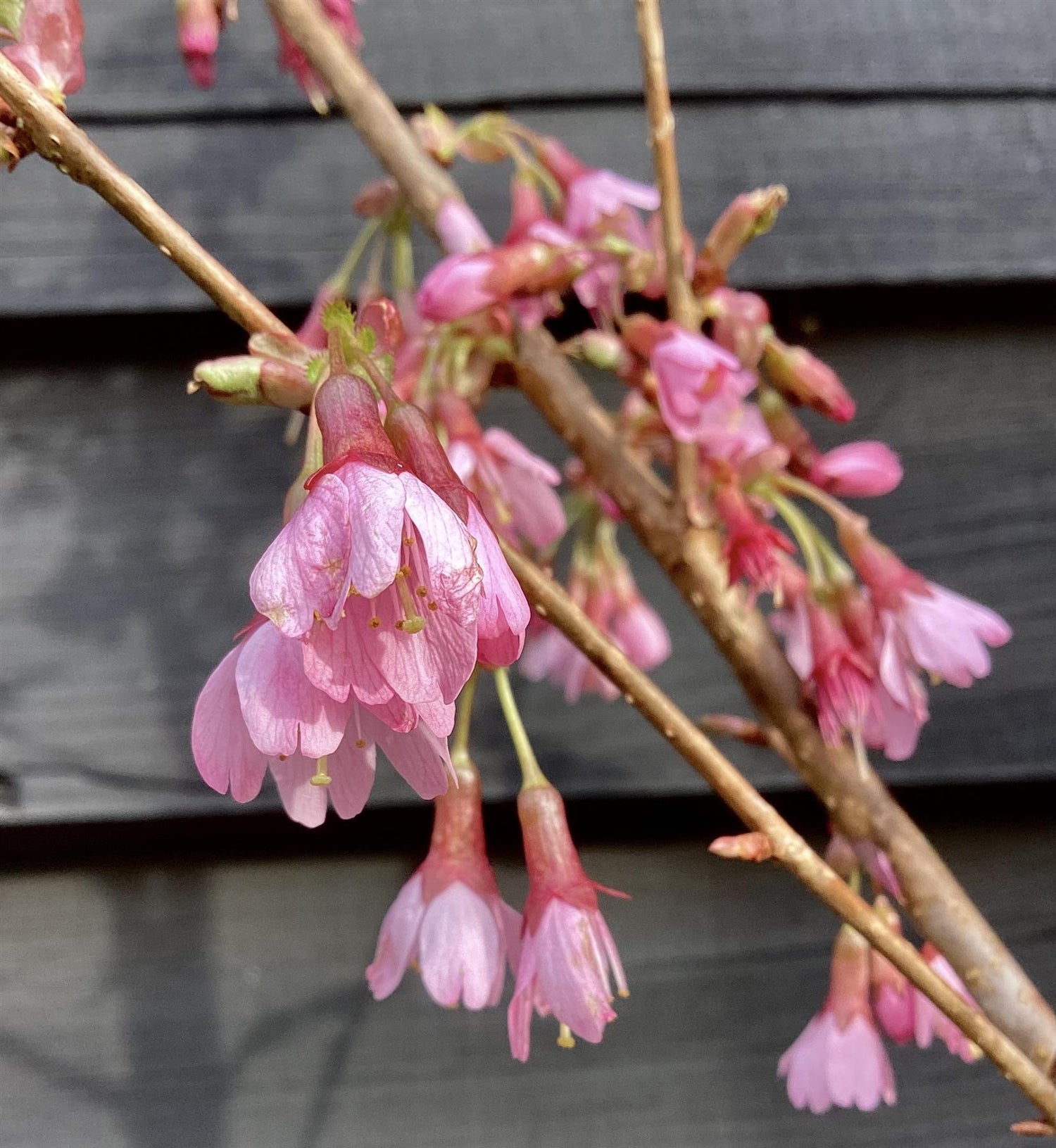 Cherry 'Okame' | Prunus 'Okame'  180-220cm - 12lt