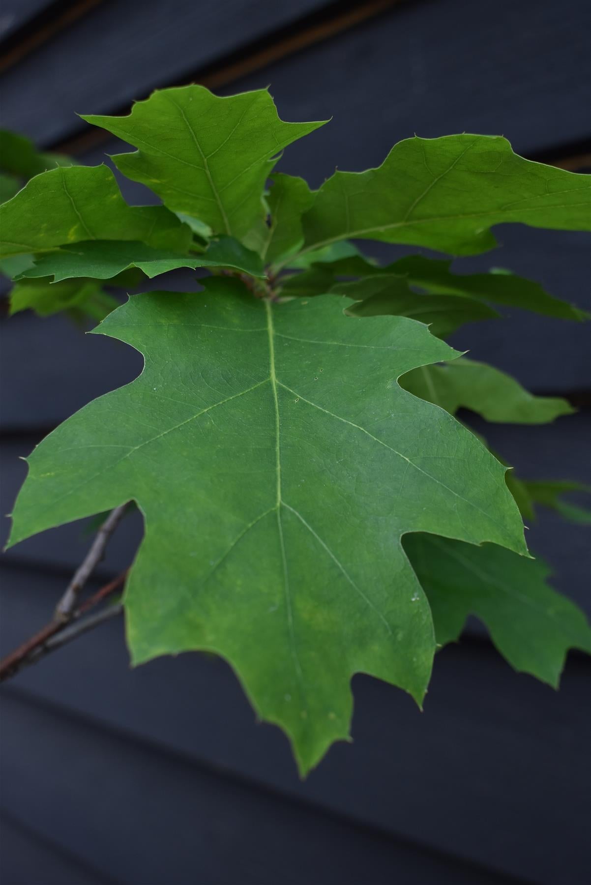 Red Oak | Quercus Rubra - Established - Girth 6-8cm - Height 250-310cm - 30lt