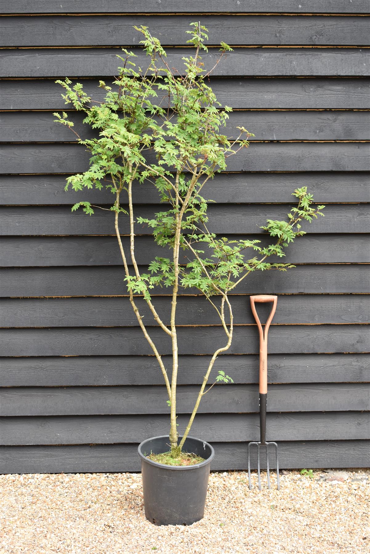 Syringa vulgaris 'Andenken an Ludwig Spath' - 150-200cm, 20lt