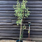 Pear tree 'Williams' Bon Chretien' | Pyrus communis  - Semi Dwarfing - Height 160-180cm - 20lt