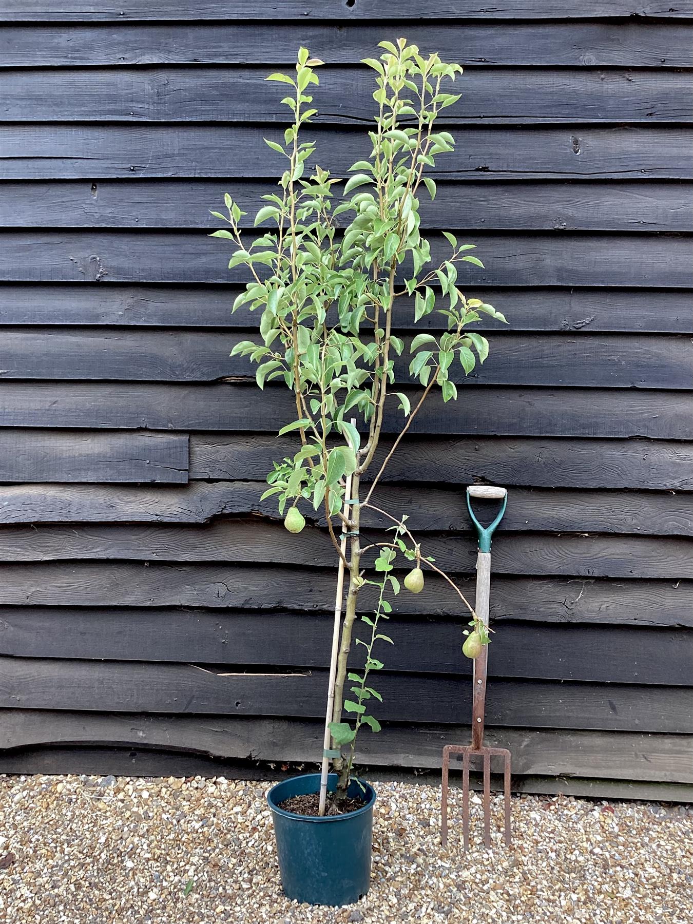 Pear tree 'Williams' Bon Chretien' | Pyrus communis  - Semi Dwarfing - Height 160-180cm - 20lt