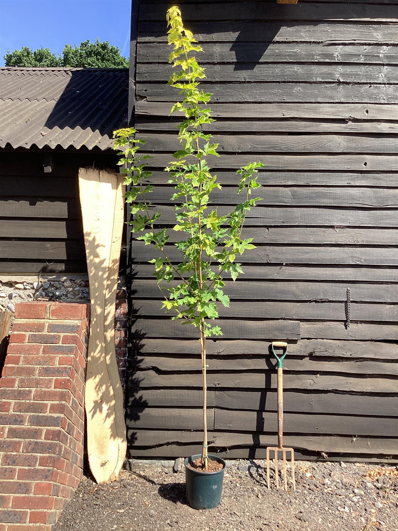 Acer Platanoides Princeton Gold | Norway maple, Height 230-250cm - 12lt