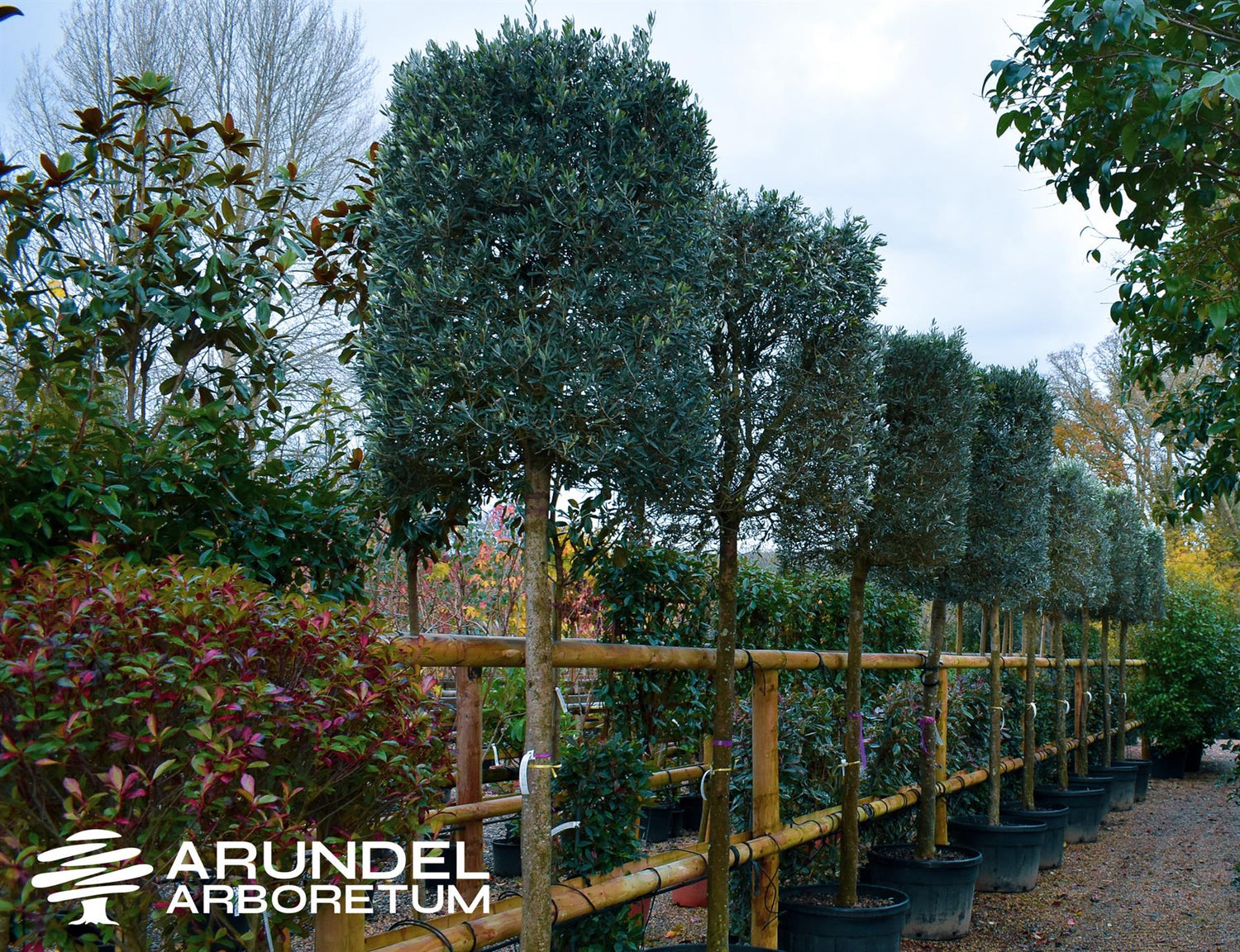 Olive Tree - Standard | Olea Europea - Clear Stem - Girth 26-32cm - Height 310-350cm - 230lt