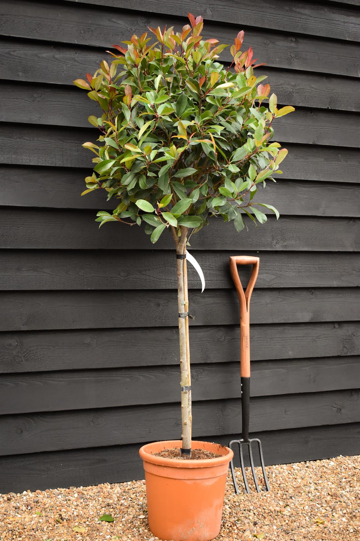 Photinia x fraseri Red Robin | Christmas berry - Small Tree - Half Standard - Height 165-185cm - 18lt