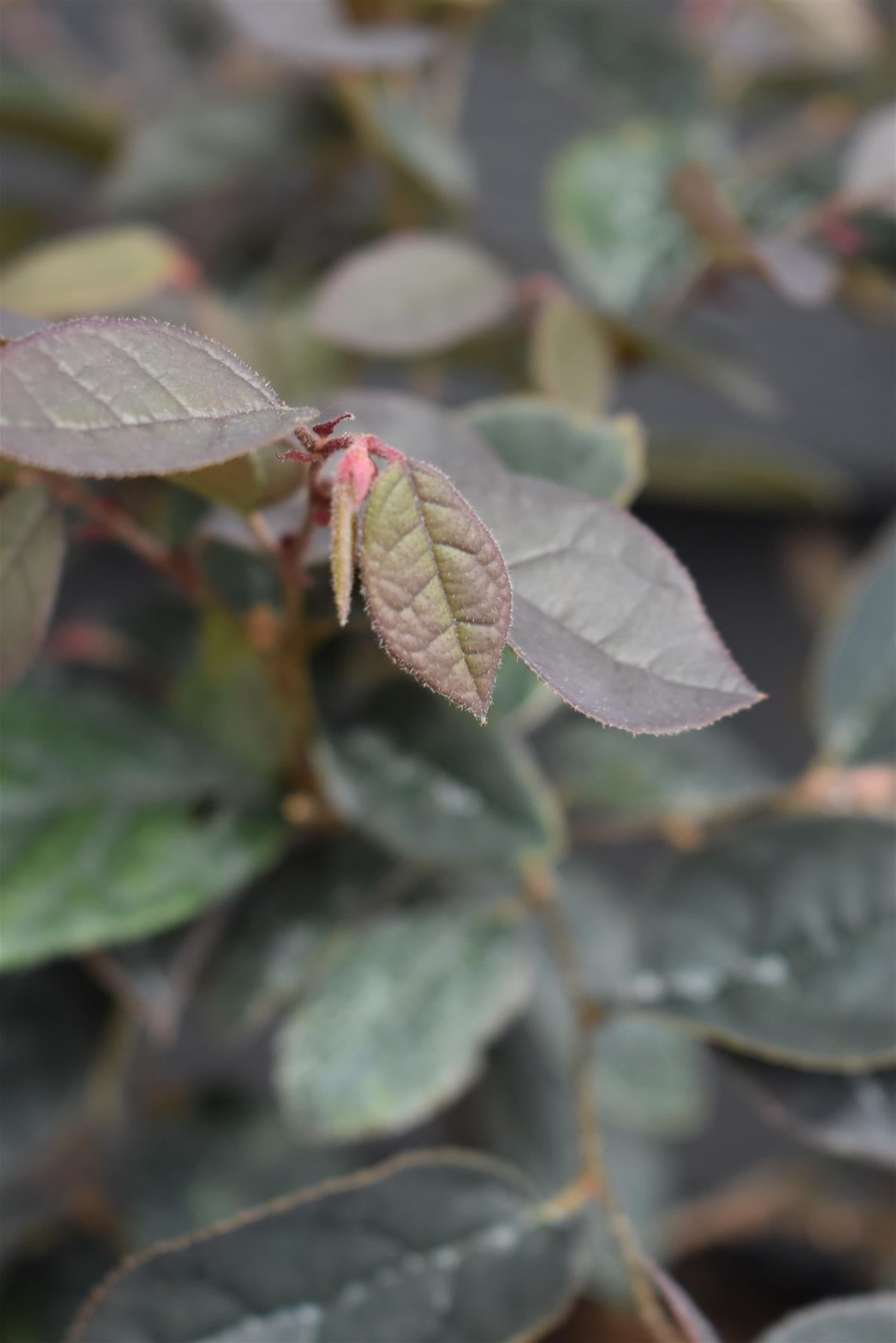 Loropetalum chinense var. rubrum | Loropetalum 'Fire Dance' - 40-50cm, 3lt