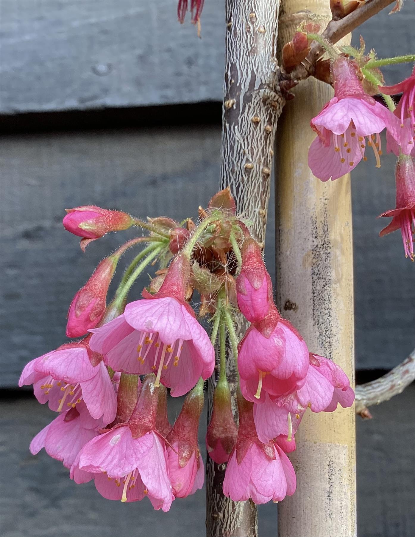 Prunus 'Kiku-shidare-zakura' Sakura | Japanese Weeping - 180-200cm - 10lt