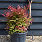 Nandina domestica Obsessed | Heavenly Bamboo - Height 60cm - Width 60cm - 20lt