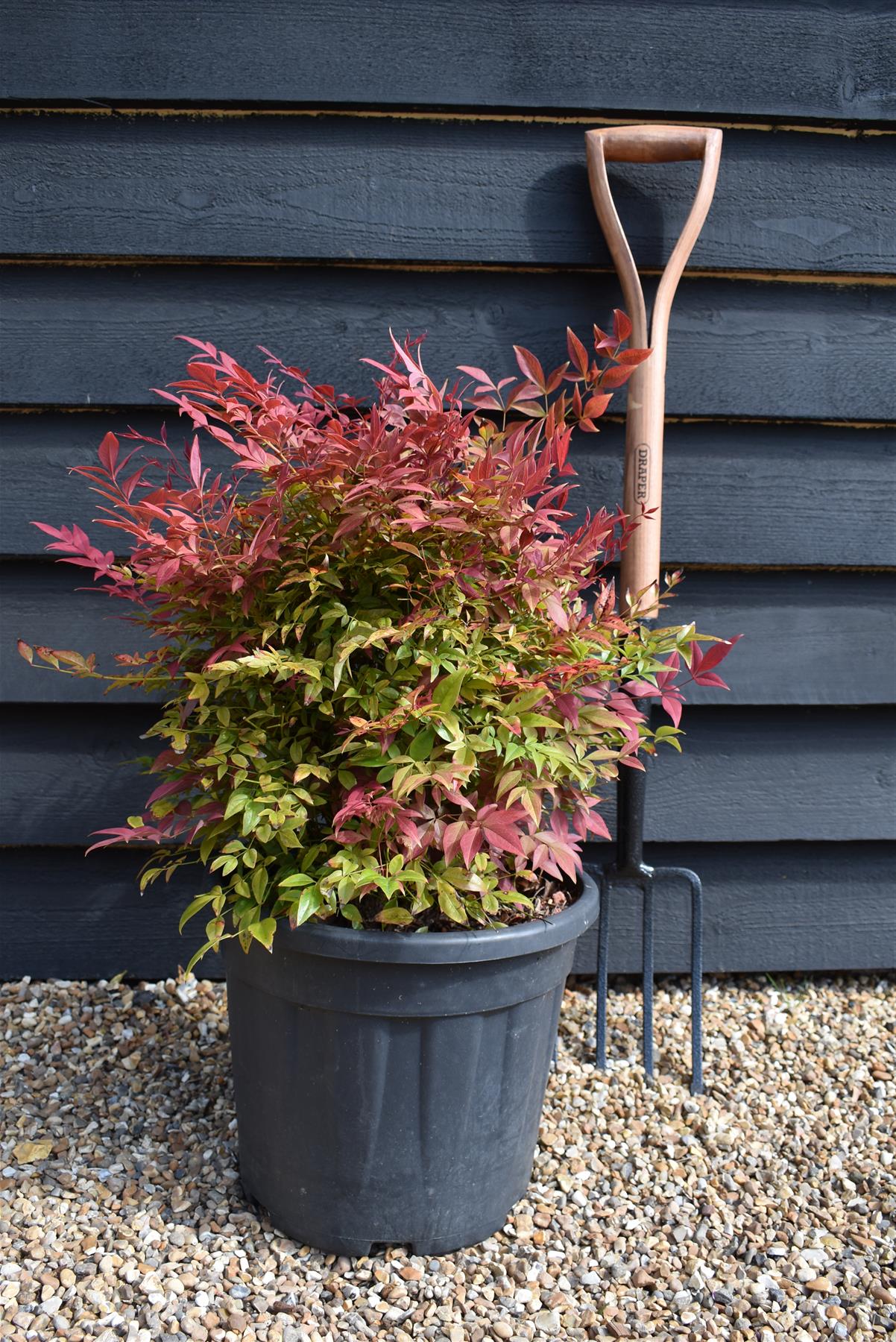 Nandina domestica Obsessed | Heavenly Bamboo - Height 60cm - Width 60cm - 20lt