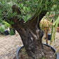 Olive Tree | Olea Europea 1/2 Std Crown - 190-200cm, 375lt