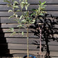 Apple tree 'Red Falstaff' | Malus domestica - M27 - Ultra-Dwarfing - 130-140cm - 10lt