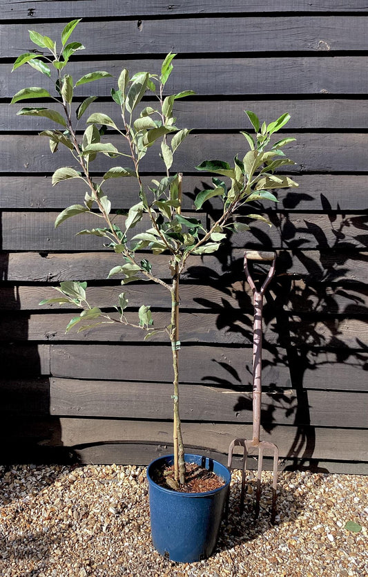 Apple tree 'Red Falstaff' | Malus domestica - M27 - Ultra-Dwarfing - 130-140cm - 10lt