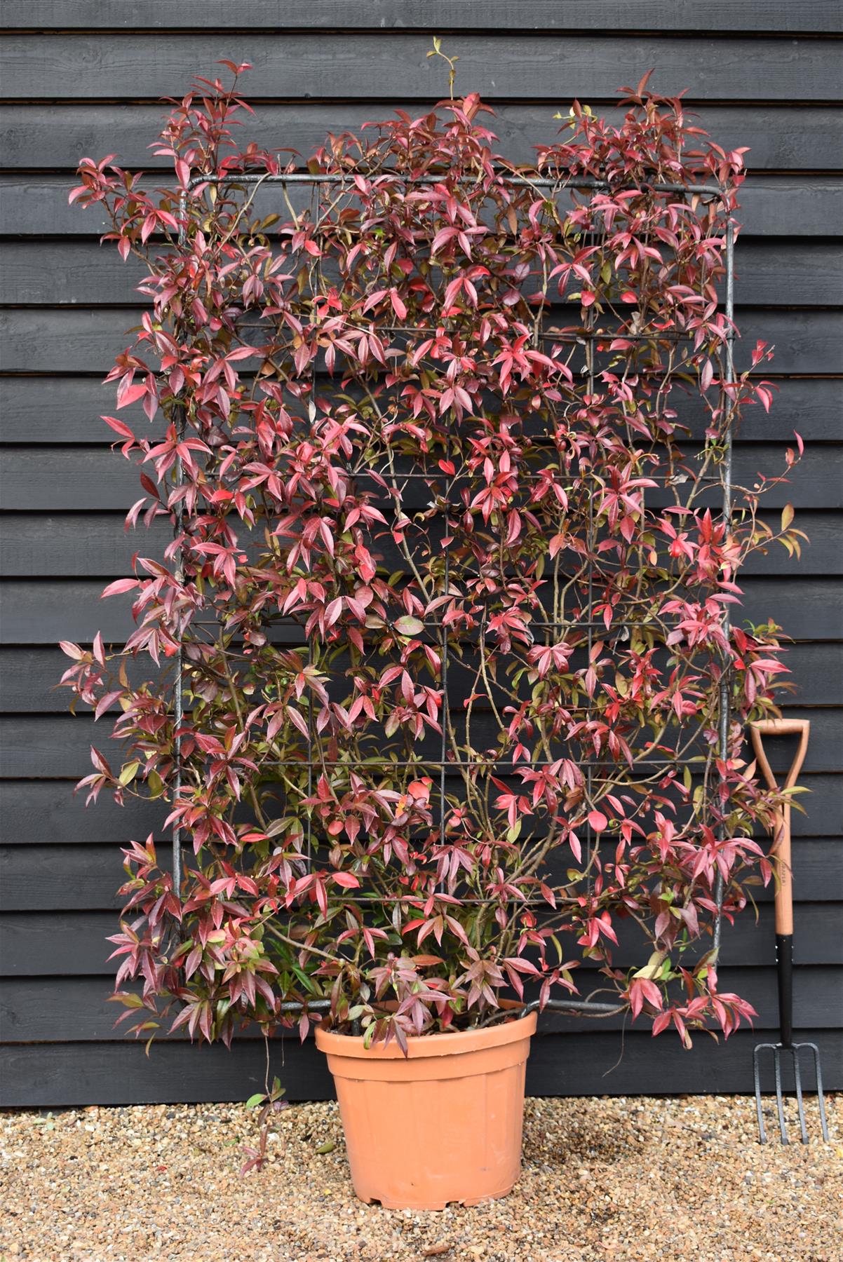 Trachelospermum jasminoides - Frame - 120 x 170cm, 65lt