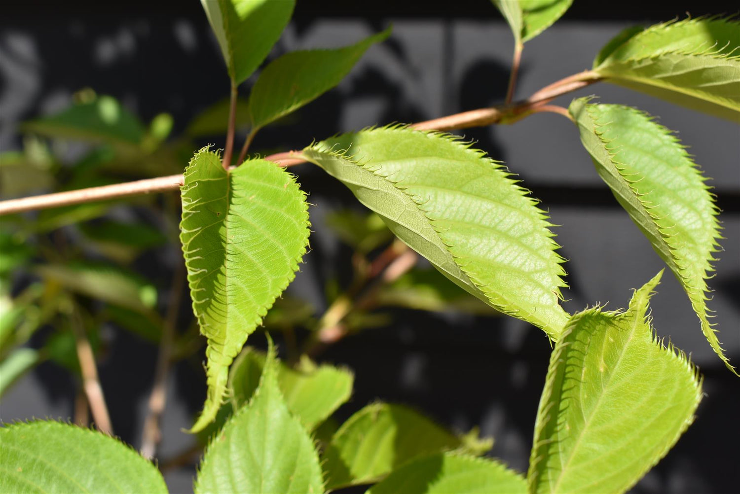 Prunus Shirotae | Cherry 'Shirotae' - 200-250cm, 10lt