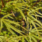 Acer palmatum 'Scolopendrifolium' | Japanese Maple - 120-160cm - 15lt