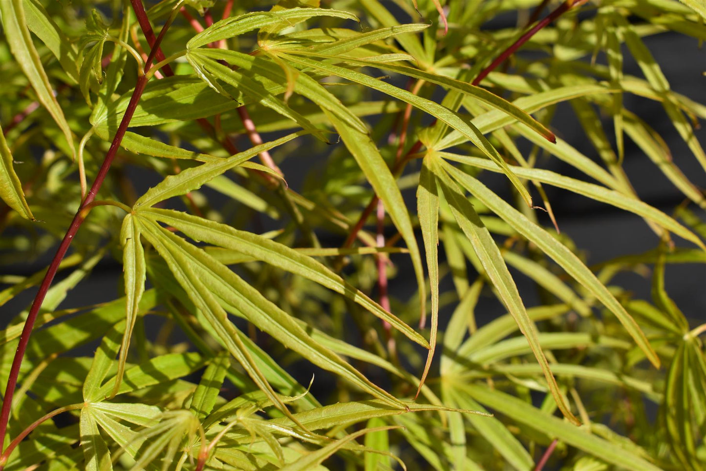 Acer palmatum 'Scolopendrifolium' | Japanese Maple - 120-160cm - 15lt