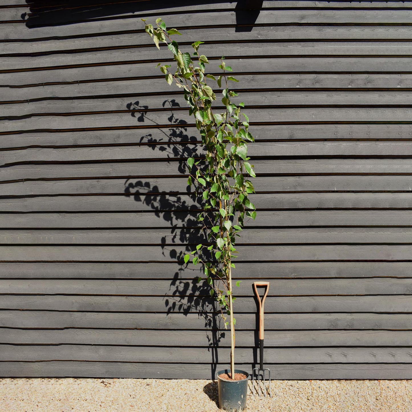 Chinese Red Birch | Betula albosinensis 'Fascination' - Height 200-230cm - 12lt