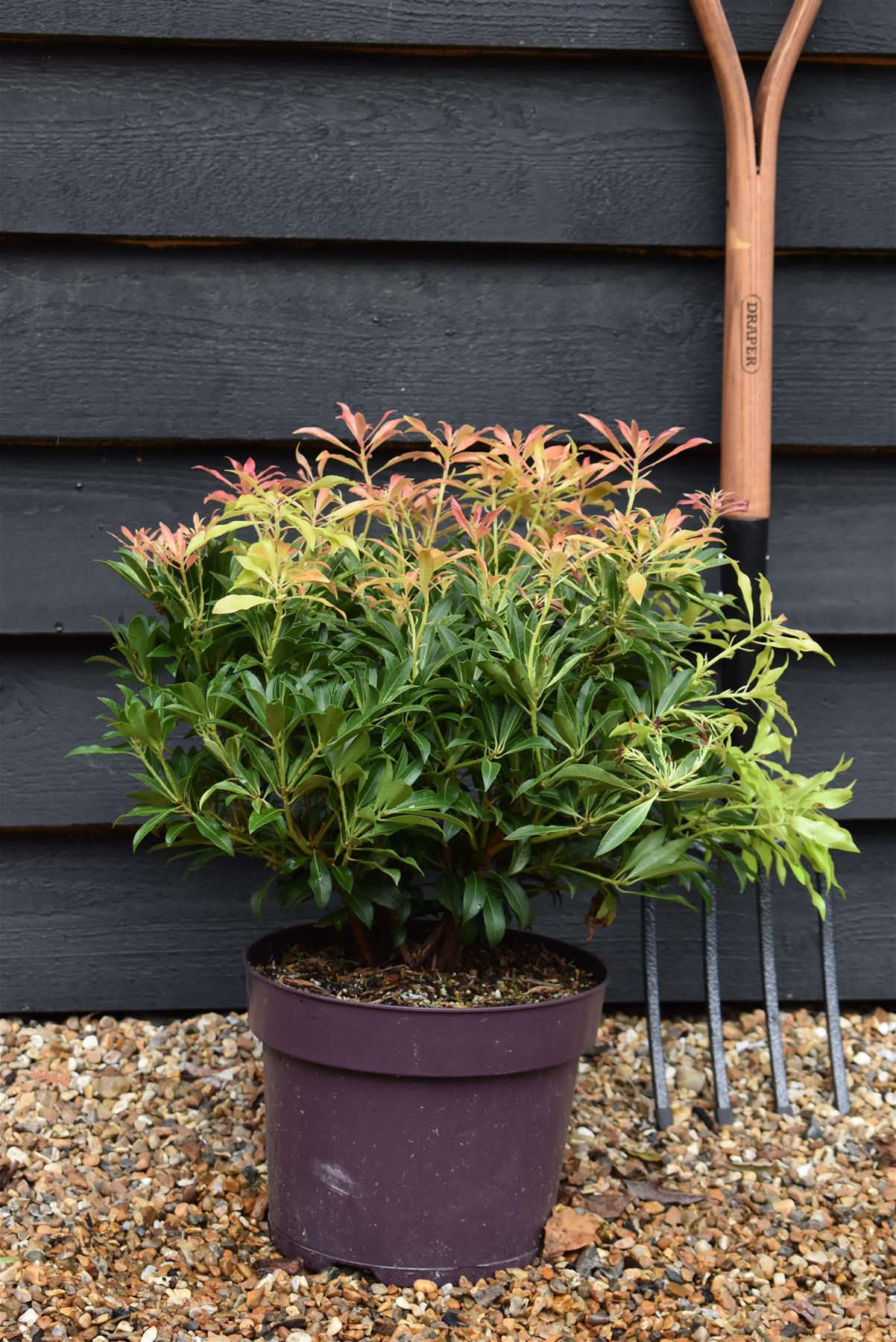 Pieris 'Forest Flame' - Shrub - Height 30-40cm - Width 40cm - 7lt