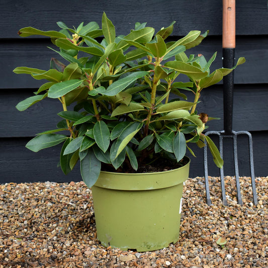 Rhododendron 'Markeeta's Prize' - Shrub - Height 40-50cm - 10lt