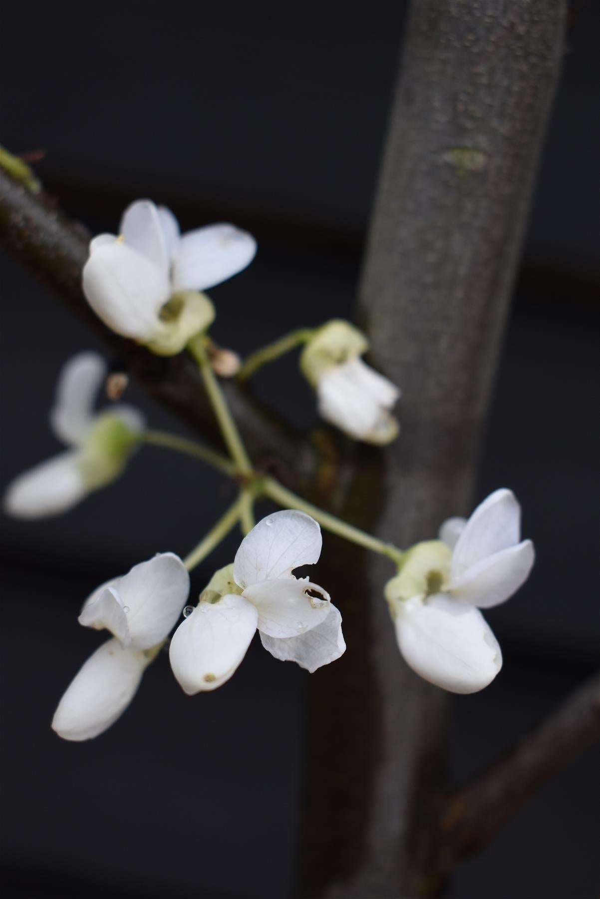 Cercis siliquastrum White Swan - Height 170-200cm - Bushy - 10lt